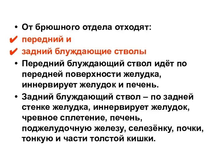 От брюшного отдела отходят: передний и задний блуждающие стволы Передний блуждающий