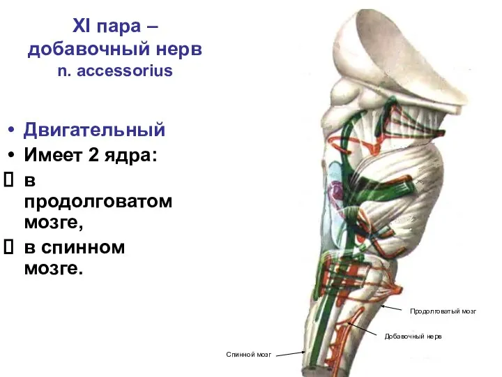 XI пара – добавочный нерв n. accessorius Двигательный Имеет 2 ядра: