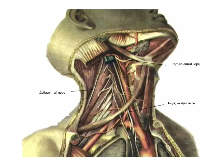 Подъязычный нерв Блуждающий нерв Добавочный нерв