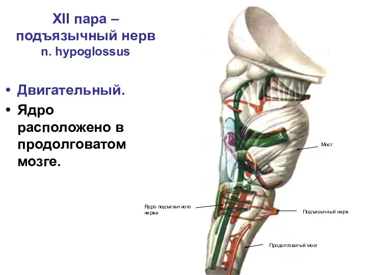 XII пара – подъязычный нерв n. hypoglossus Двигательный. Ядро расположено в