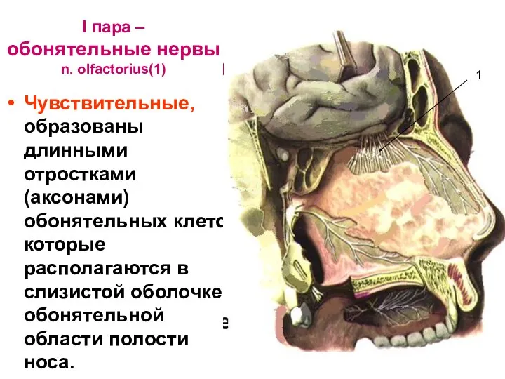 I пара – обонятельные нервы n. olfactorius(1) Чувствительные, образованы длинными отростками