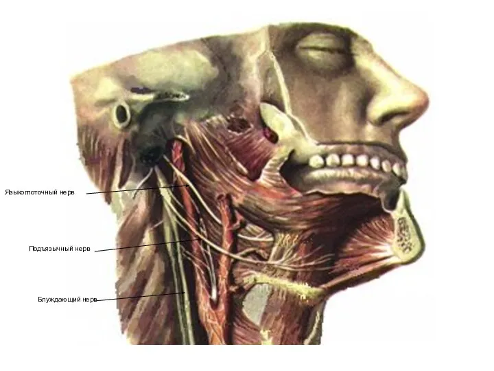 Языкоглоточный нерв Подъязычный нерв Блуждающий нерв