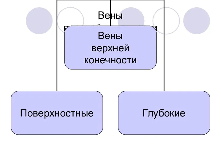 Вены верхней конечности