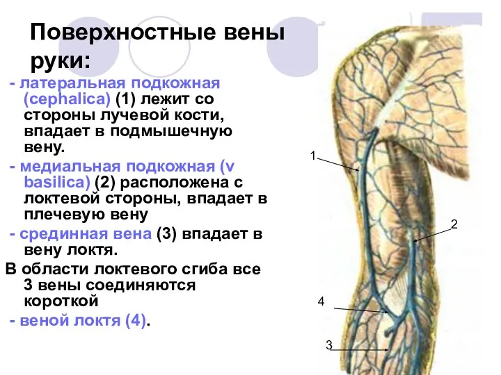 Поверхностные вены руки: - латеральная подкожная (cephalica) (1) лежит со стороны