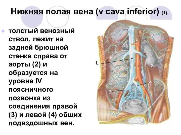 Нижняя полая вена (v cava inferior) (1). толстый венозный ствол, лежит