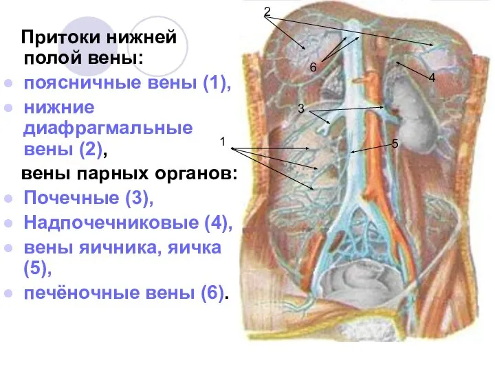 Притоки нижней полой вены: поясничные вены (1), нижние диафрагмальные вены (2),