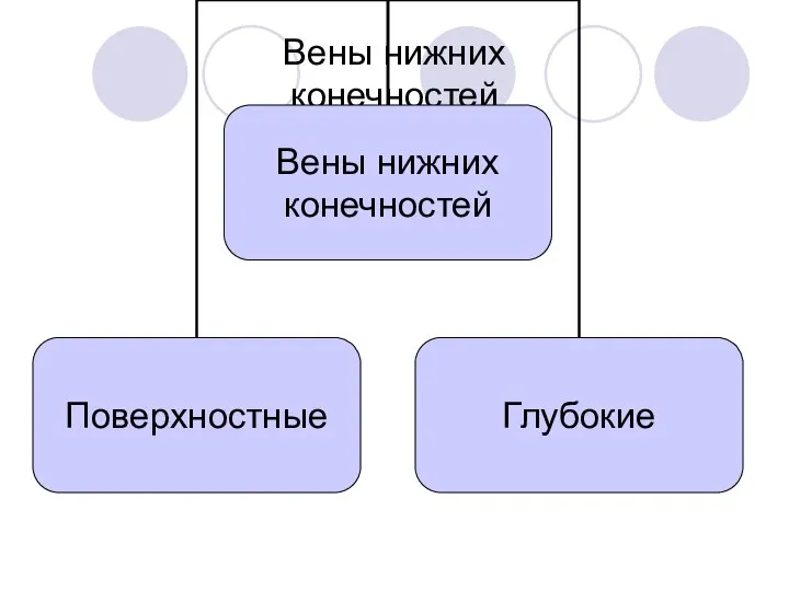 Вены нижних конечностей