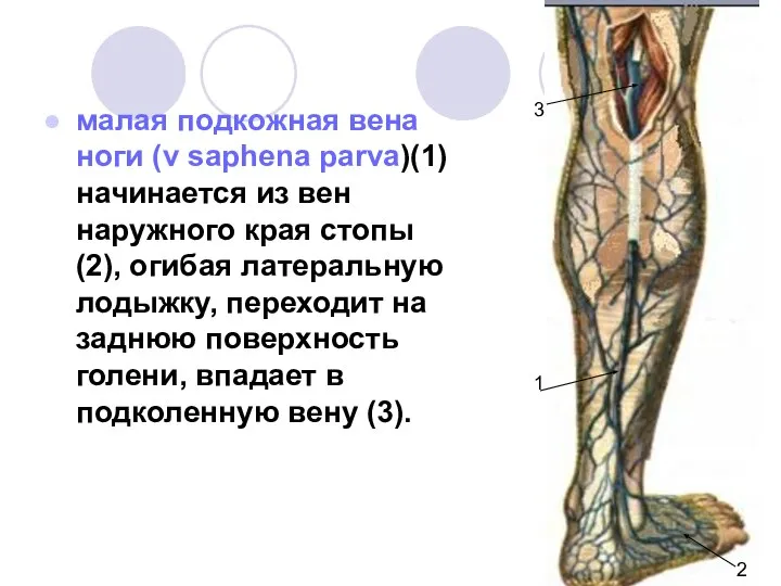 малая подкожная вена ноги (v saphena parva)(1) начинается из вен наружного