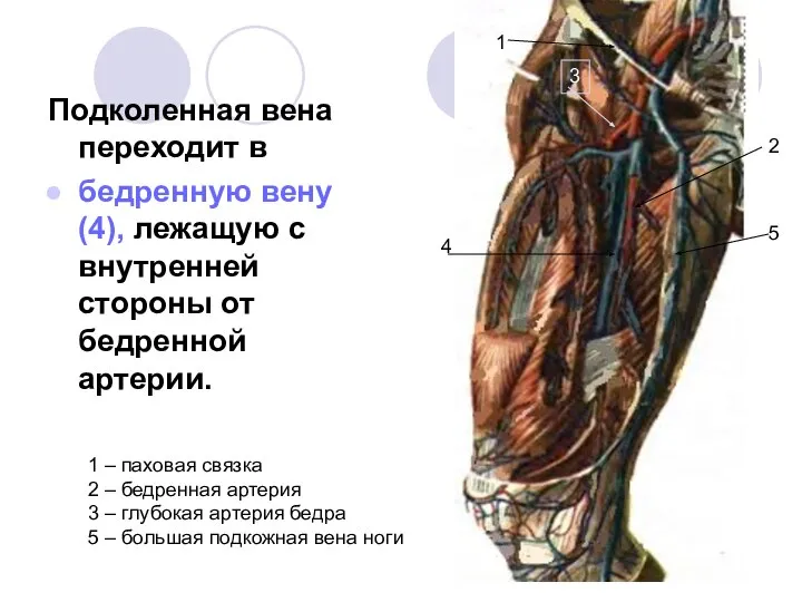 Подколенная вена переходит в бедренную вену (4), лежащую с внутренней стороны