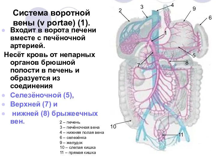 Система воротной вены (v portae) (1). Входит в ворота печени вместе