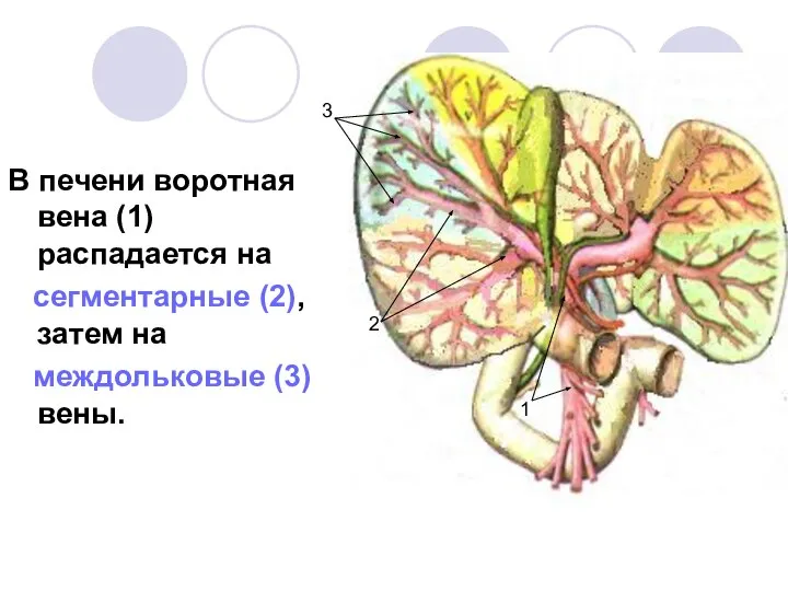 В печени воротная вена (1) распадается на сегментарные (2), затем на