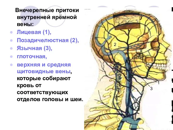 Внечерепные притоки внутренней ярёмной вены: Лицевая (1), Позадичелюстная (2), Язычная (3),