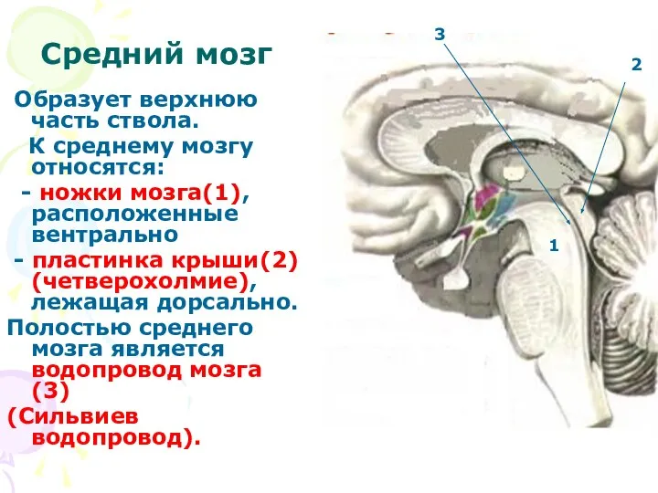 Средний мозг Образует верхнюю часть ствола. К среднему мозгу относятся: -