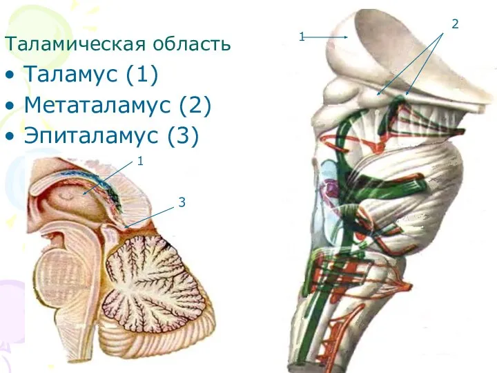 Таламическая область Таламус (1) Метаталамус (2) Эпиталамус (3) 1 1 2 3