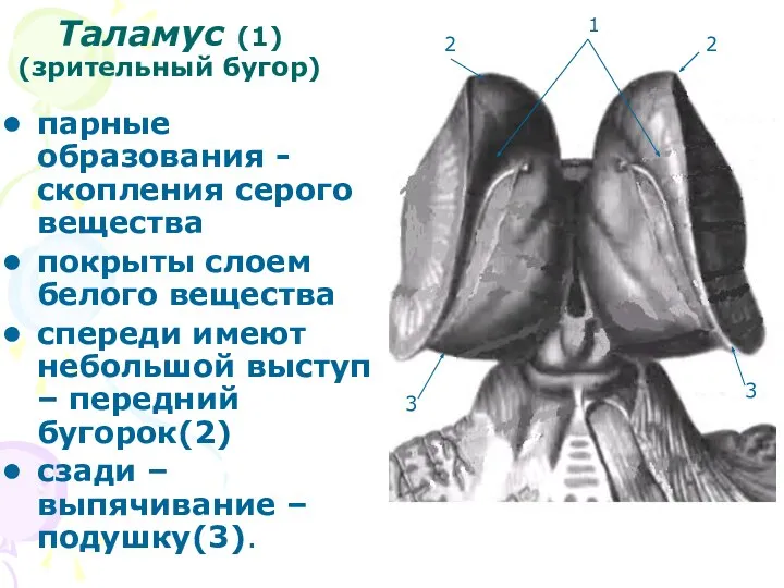 Таламус (1) (зрительный бугор) парные образования -скопления серого вещества покрыты слоем