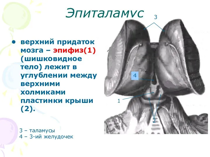 Эпиталамус верхний придаток мозга – эпифиз(1) (шишковидное тело) лежит в углублении