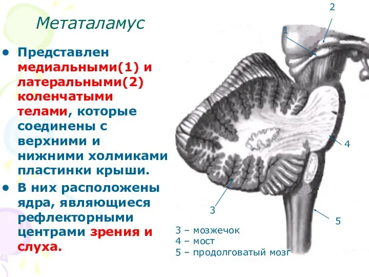 Метаталамус Представлен медиальными(1) и латеральными(2) коленчатыми телами, которые соединены с верхними