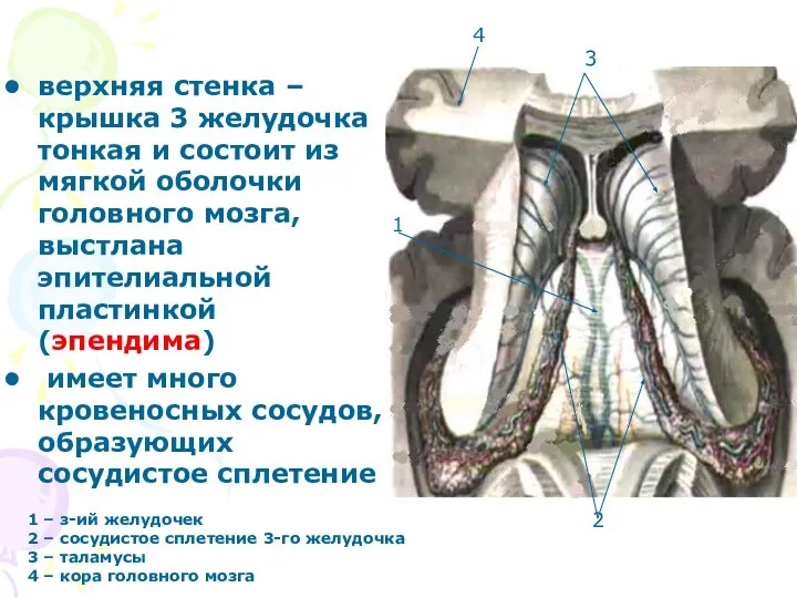 верхняя стенка – крышка 3 желудочка тонкая и состоит из мягкой