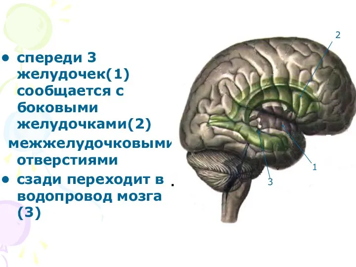 спереди 3 желудочек(1) сообщается с боковыми желудочками(2) межжелудочковыми отверстиями сзади переходит