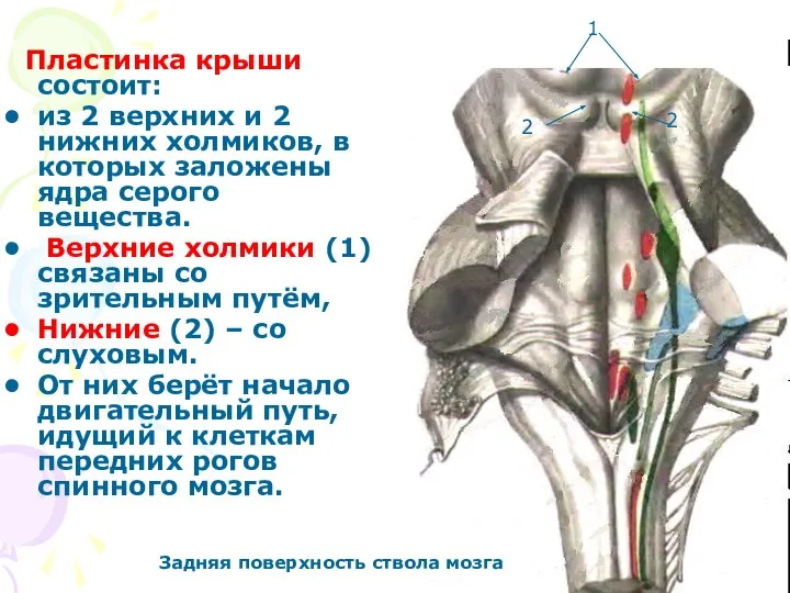 Пластинка крыши состоит: из 2 верхних и 2 нижних холмиков, в