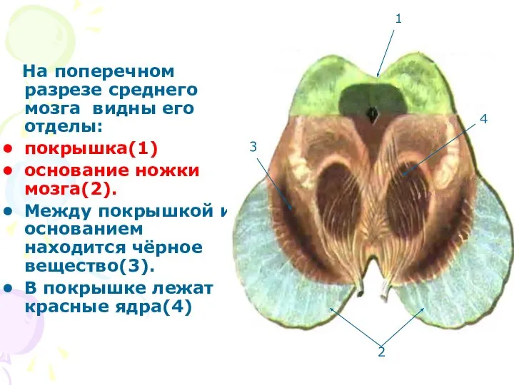 На поперечном разрезе среднего мозга видны его отделы: покрышка(1) основание ножки