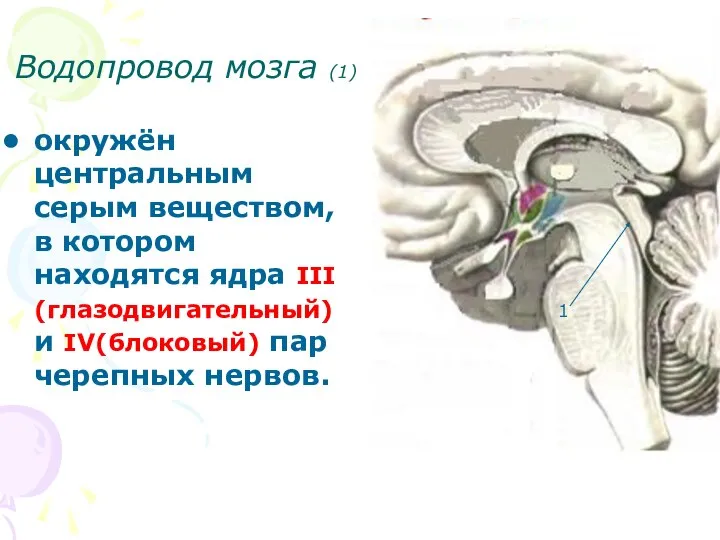 Водопровод мозга (1) окружён центральным серым веществом, в котором находятся ядра