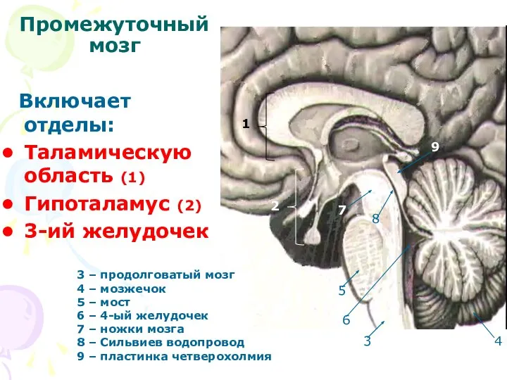 Промежуточный мозг Включает отделы: Таламическую область (1) Гипоталамус (2) 3-ий желудочек