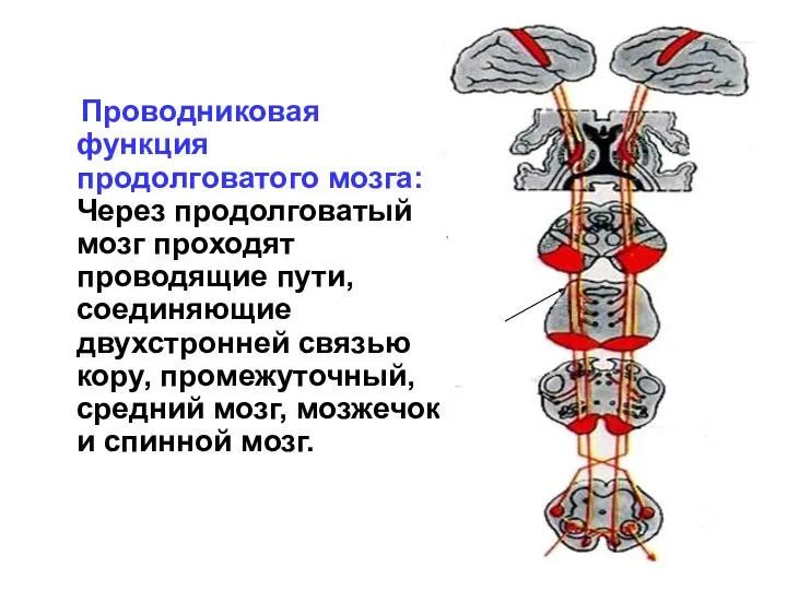 Проводниковая функция продолговатого мозга: Через продолговатый мозг проходят проводящие пути, соединяющие