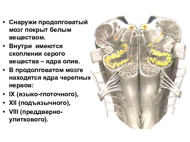 Снаружи продолговатый мозг покрыт белым веществом. Внутри имеются скопления серого вещества