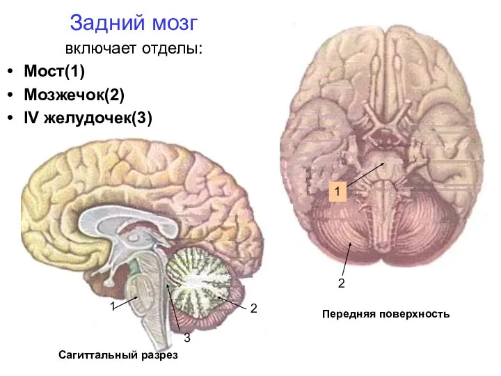 Задний мозг включает отделы: Мост(1) Мозжечок(2) IV желудочек(3) Сагиттальный разрез Передняя