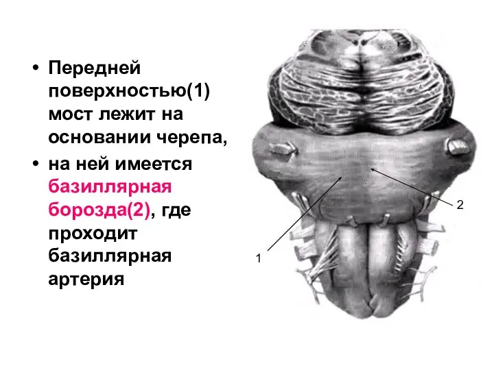 Передней поверхностью(1) мост лежит на основании черепа, на ней имеется базиллярная