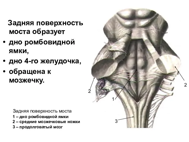 Задняя поверхность моста образует дно ромбовидной ямки, дно 4-го желудочка, обращена