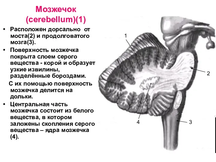 Мозжечок (cerebellum)(1) Расположен дорсально от моста(2) и продолговатого мозга(3). Поверхность мозжечка