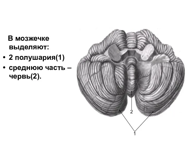 В мозжечке выделяют: 2 полушария(1) среднюю часть – червь(2). 1 2