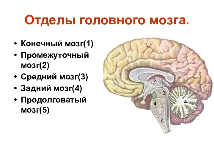 Отделы головного мозга. Конечный мозг(1) Промежуточный мозг(2) Средний мозг(3) Задний мозг(4)