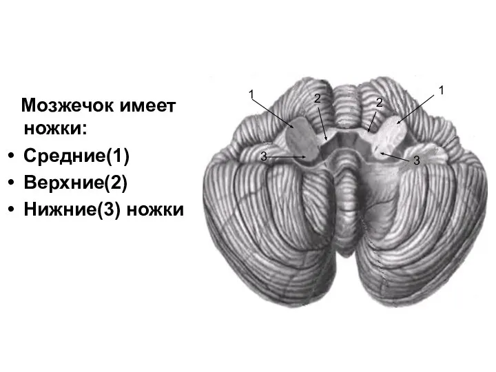 Мозжечок имеет ножки: Средние(1) Верхние(2) Нижние(3) ножки 1 1 2 2 3 3