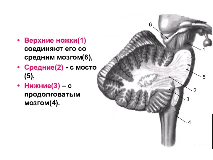 Верхние ножки(1) соединяют его со средним мозгом(6), Средние(2) - с мостом(5),