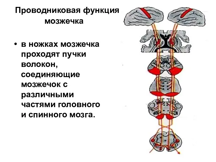 Проводниковая функция мозжечка в ножках мозжечка проходят пучки волокон, соединяющие мозжечок