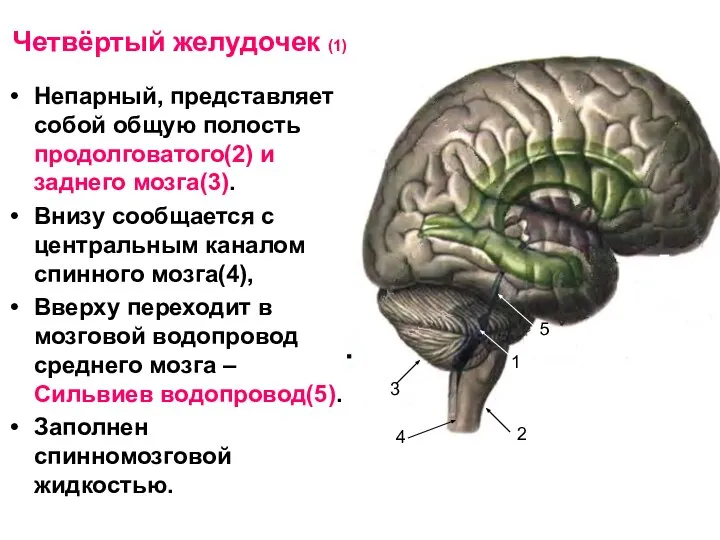 Четвёртый желудочек (1) Непарный, представляет собой общую полость продолговатого(2) и заднего