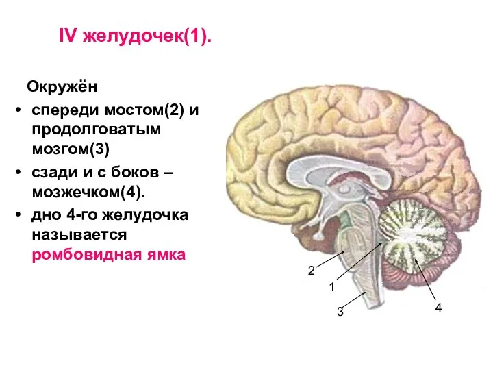 IV желудочек(1). Окружён спереди мостом(2) и продолговатым мозгом(3) сзади и с