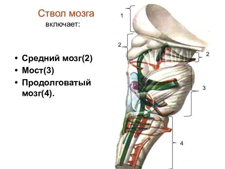 Ствол мозга включает: Средний мозг(2) Мост(3) Продолговатый мозг(4). 1 2 2 3 4