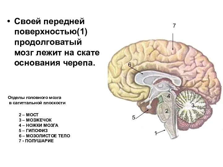 Своей передней поверхностью(1) продолговатый мозг лежит на скате основания черепа. 1