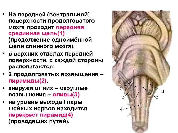 На передней (вентральной) поверхности продолговатого мозга проходит передняя срединная щель(1) (продолжение