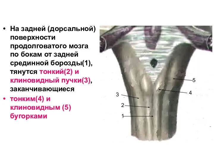 На задней (дорсальной) поверхности продолговатого мозга по бокам от задней срединной