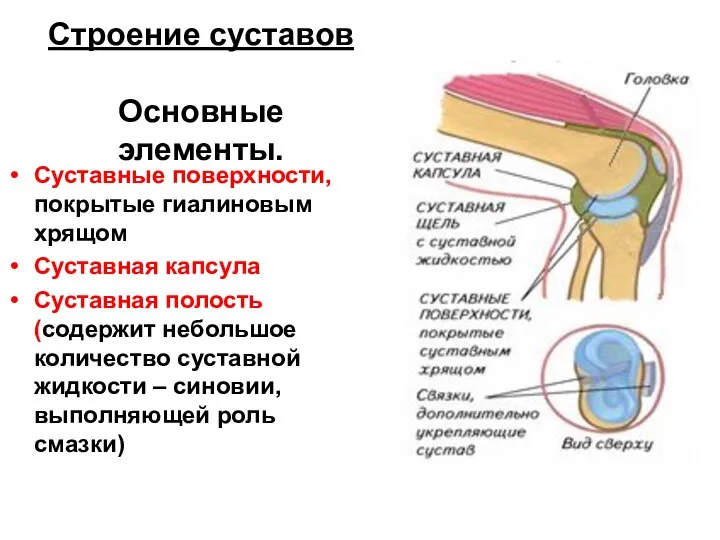 Строение суставов Основные элементы. Суставные поверхности, покрытые гиалиновым хрящом Суставная капсула