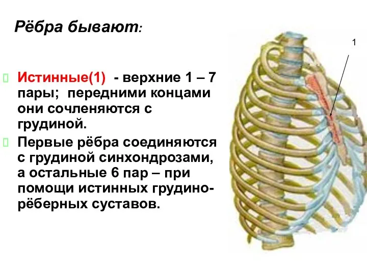 Рёбра бывают: Истинные(1) - верхние 1 – 7 пары; передними концами