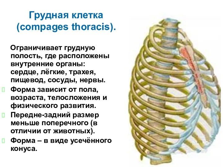 Грудная клетка (compages thoracis). Ограничивает грудную полость, где расположены внутренние органы: