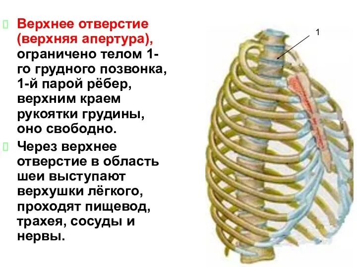 Верхнее отверстие (верхняя апертура), ограничено телом 1-го грудного позвонка, 1-й парой