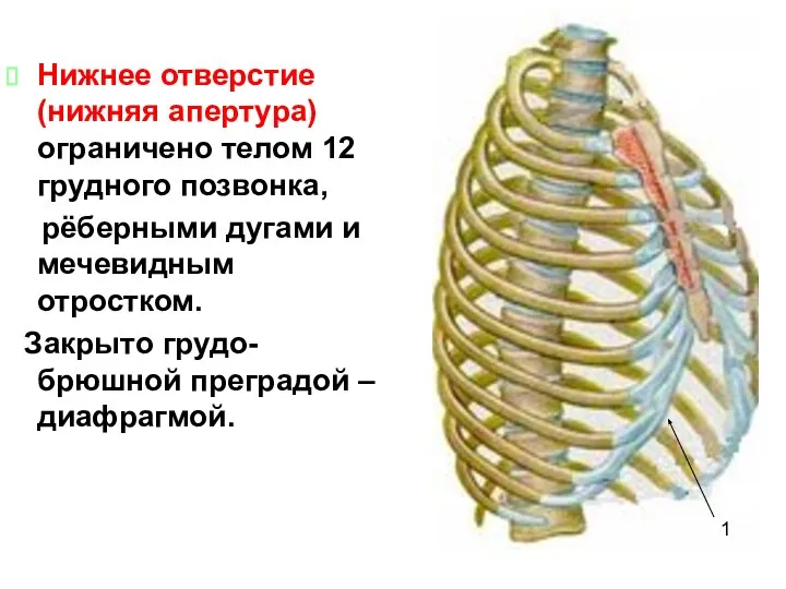 Нижнее отверстие (нижняя апертура) ограничено телом 12 грудного позвонка, рёберными дугами