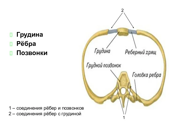 Грудина Рёбра Позвонки 1 2 1 – соединения рёбер и позвонков